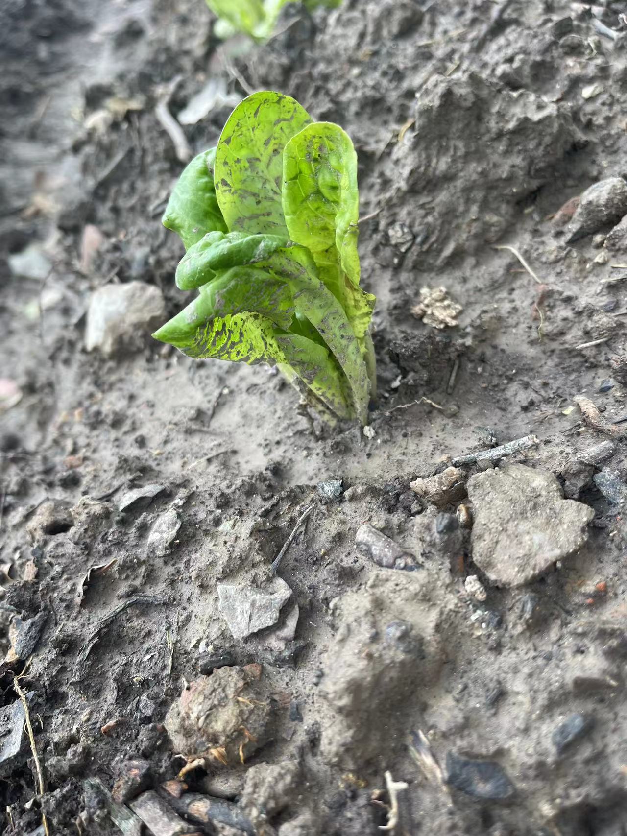 1711952460132860.jpg 1711952460132860.jpg